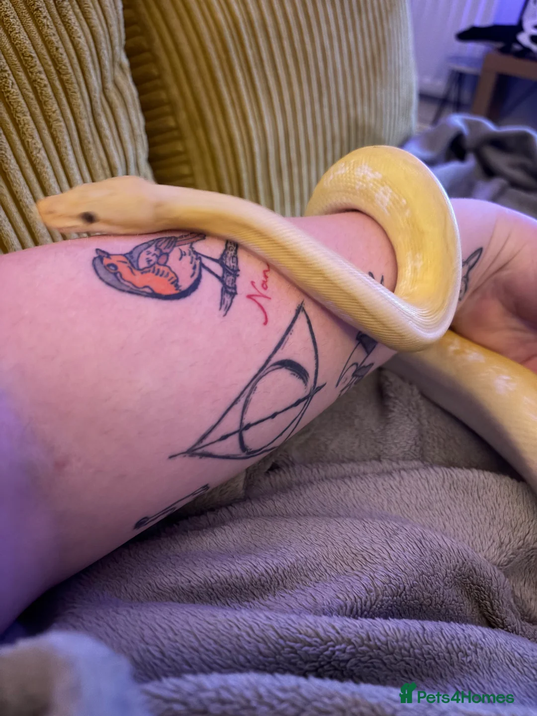 Python Snake reptiles for sale: Banana rainbow  - Advert 2