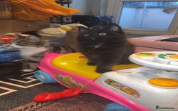 Mixed Breed cats for sale: 🐱2 beautiful male kittens 🐱  - Advert 1