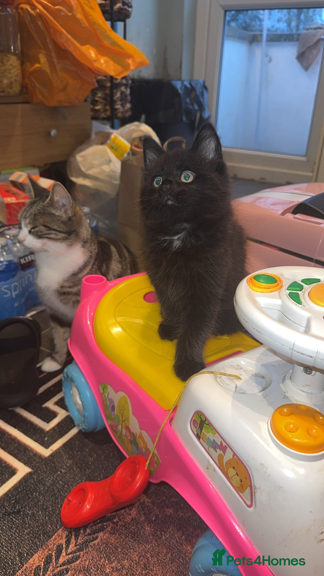 Mixed Breed cats for sale: 🐱2 beautiful male kittens 🐱  - Advert 1