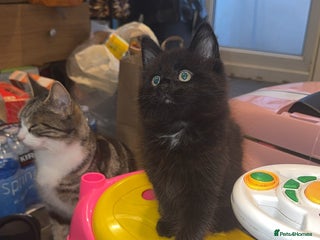 Mixed Breed cats 🐱2 beautiful male kittens 🐱 - Advert 1