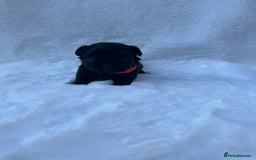 Mixed Breed dogs for sale: Chihuahua × Jack Russell Puppies – KC Reg Dad” - Image 3