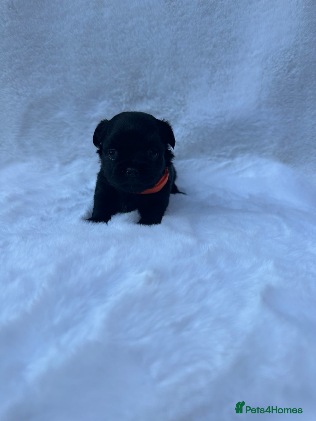 Mixed Breed dogs for sale: Chihuahua × Jack Russell Puppies – KC Reg Dad” - Image 3