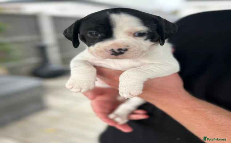 Mixed Breed dogs - Advert 12