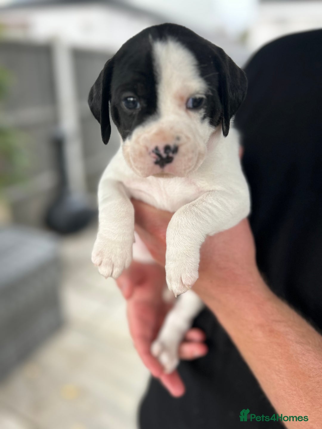 Mixed Breed dogs for sale: Mix breed puppies - Image 1