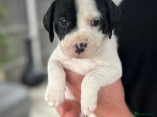 Mixed Breed dogs - Advert 30