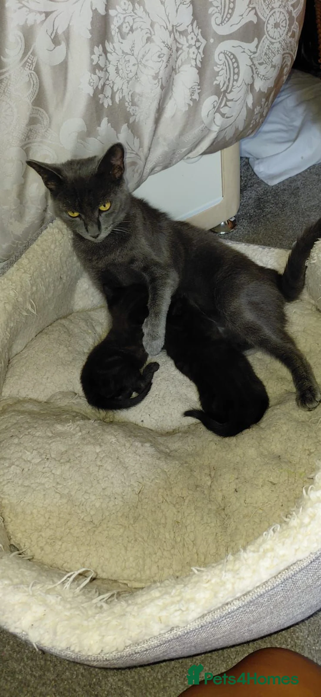 Mixed Breed cats for sale: Female kitten - Advert 5