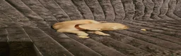 Golden Retriever dogs for sale: Golden Retriever puppys in Harrow London  - Advert 11