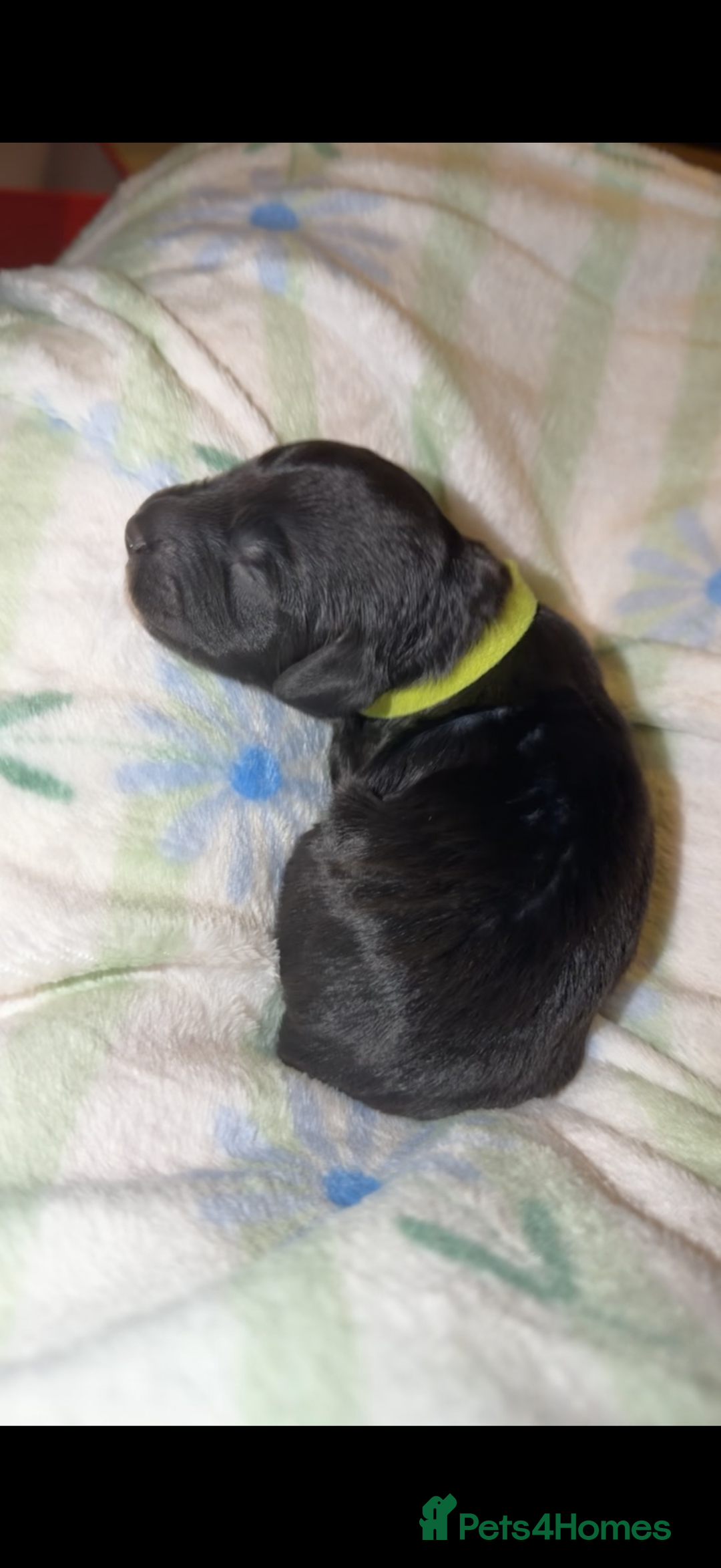 Cockapoo dogs for sale: Beautiful litter of cockapoos - Advert 2