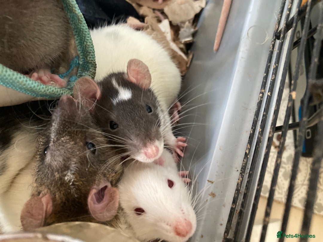 Rat rodents for sale: Baby Fancy/Dumbo/naked and Rex Rats available Hull - Image 5