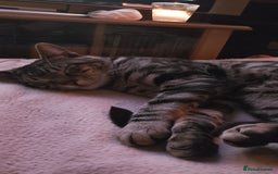 American Shorthair cats for sale: American shorthair male  - Image 2