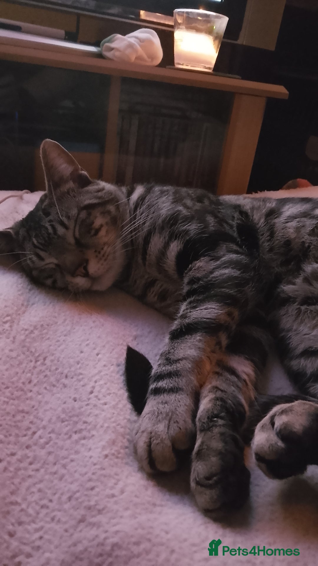 American Shorthair cats for sale: American shorthair male  - Image 2