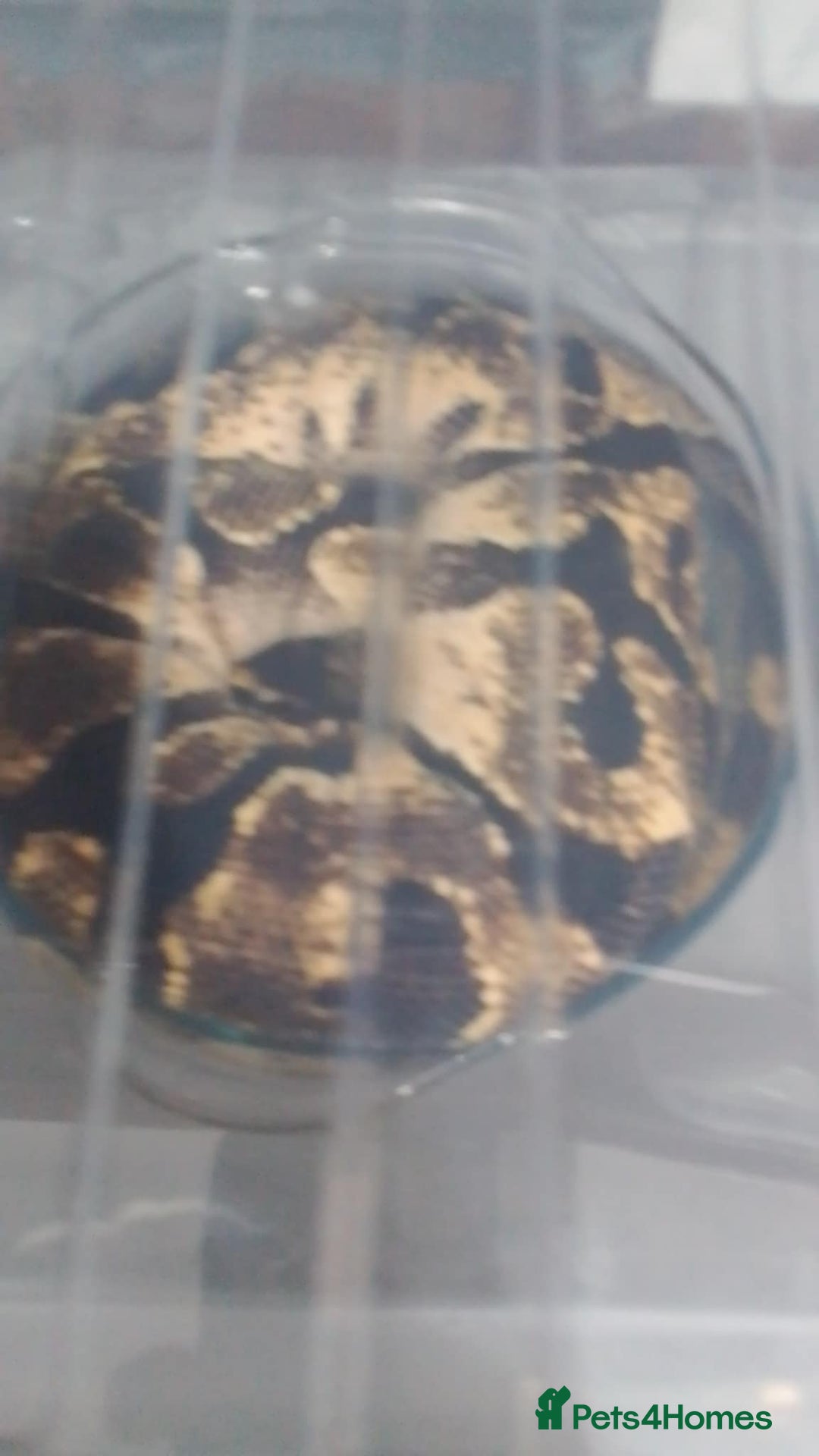 Python Snake reptiles for sale: Ball pythons for sale  - Advert 13