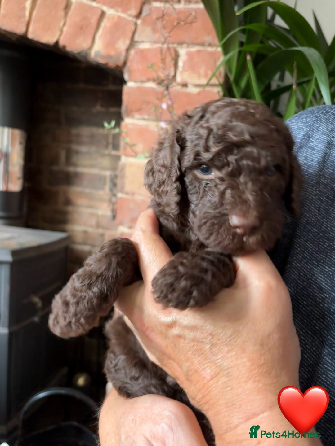 Labradoodle dogs for sale: Labradoodle Puppies 10 weeks 14 Nov 25 - Image 13