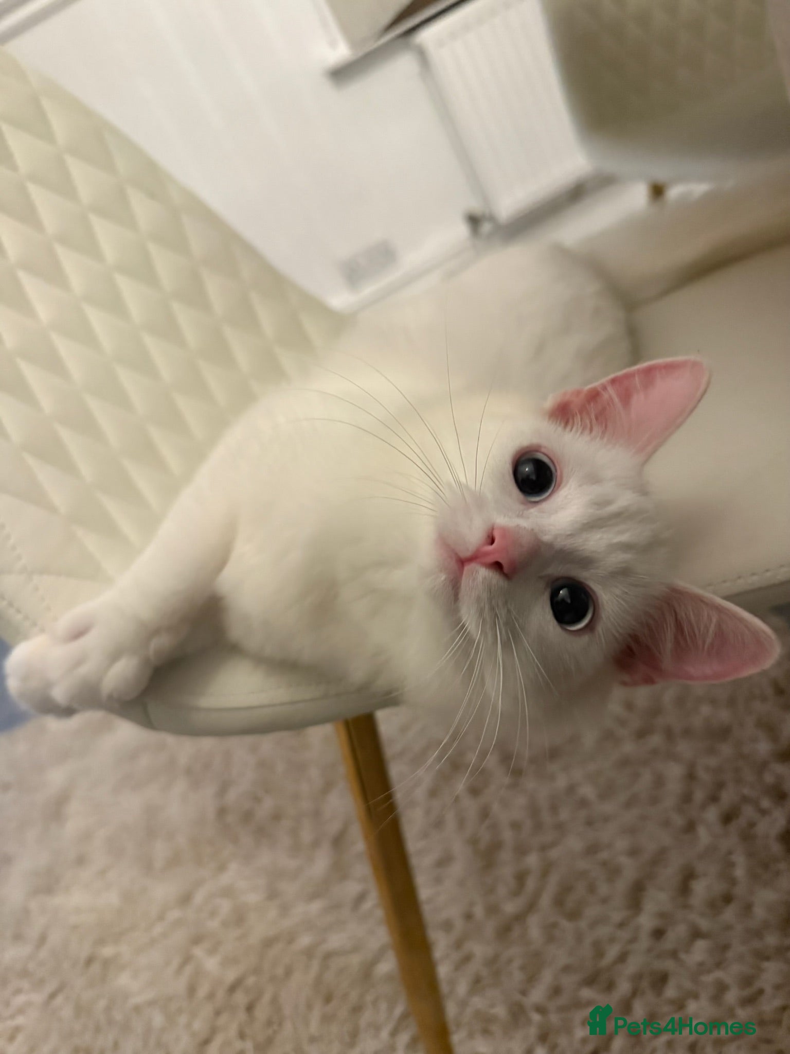 Turkish Angora cats Beautiful male cat - Advert 6