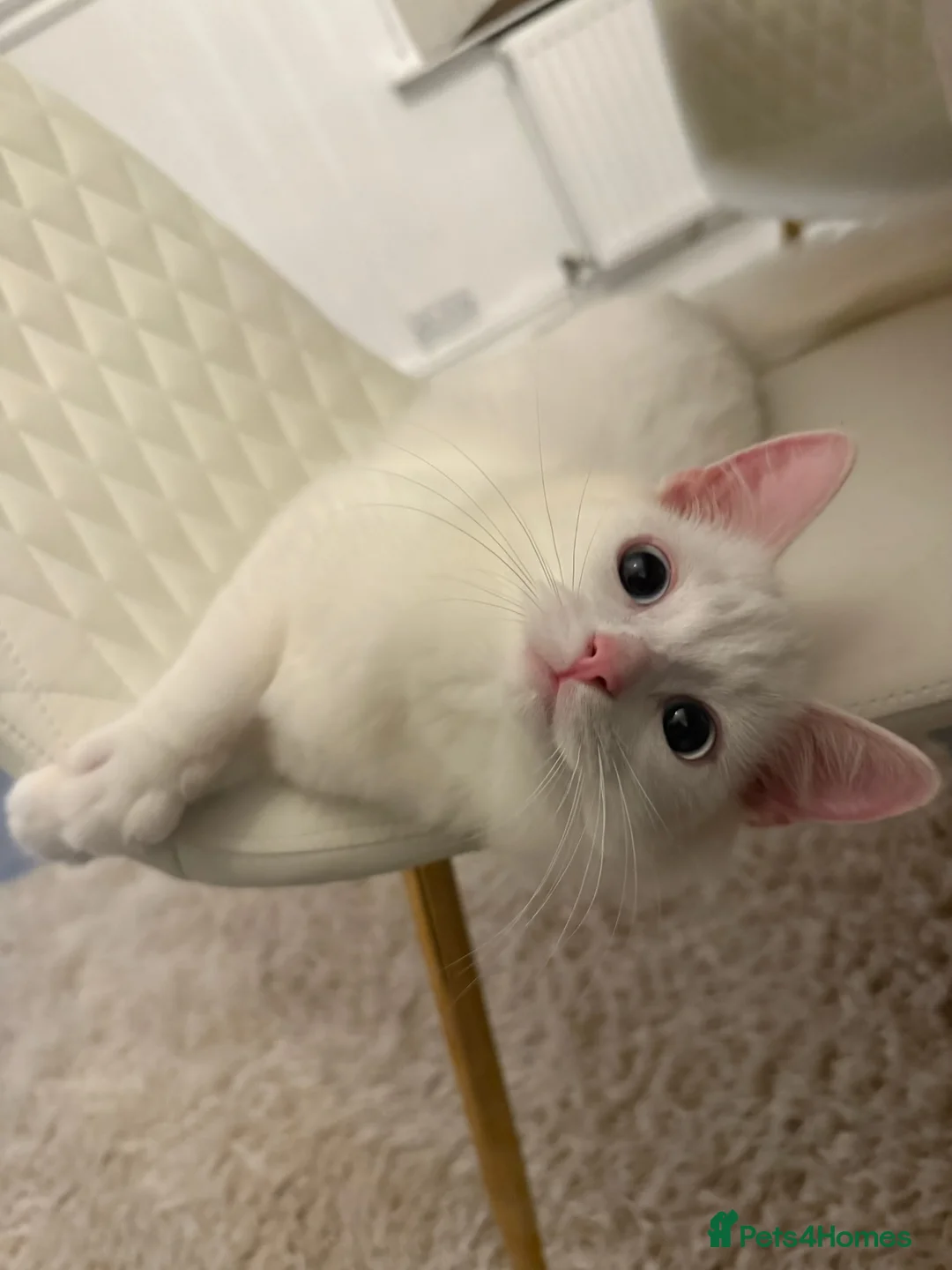 Turkish Angora cats for sale: Beautiful male cat in Oldham - Advert 1