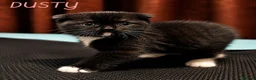 Mixed Breed cats for sale: Scottish Fold & Scottish straight Cross kittens  in Antrim - Advert 16