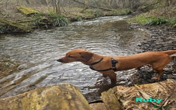 Labrador Retriever dogs for sale: Fox Red Labrador Retriever KC Registered puppies in Wetherby - Image 18