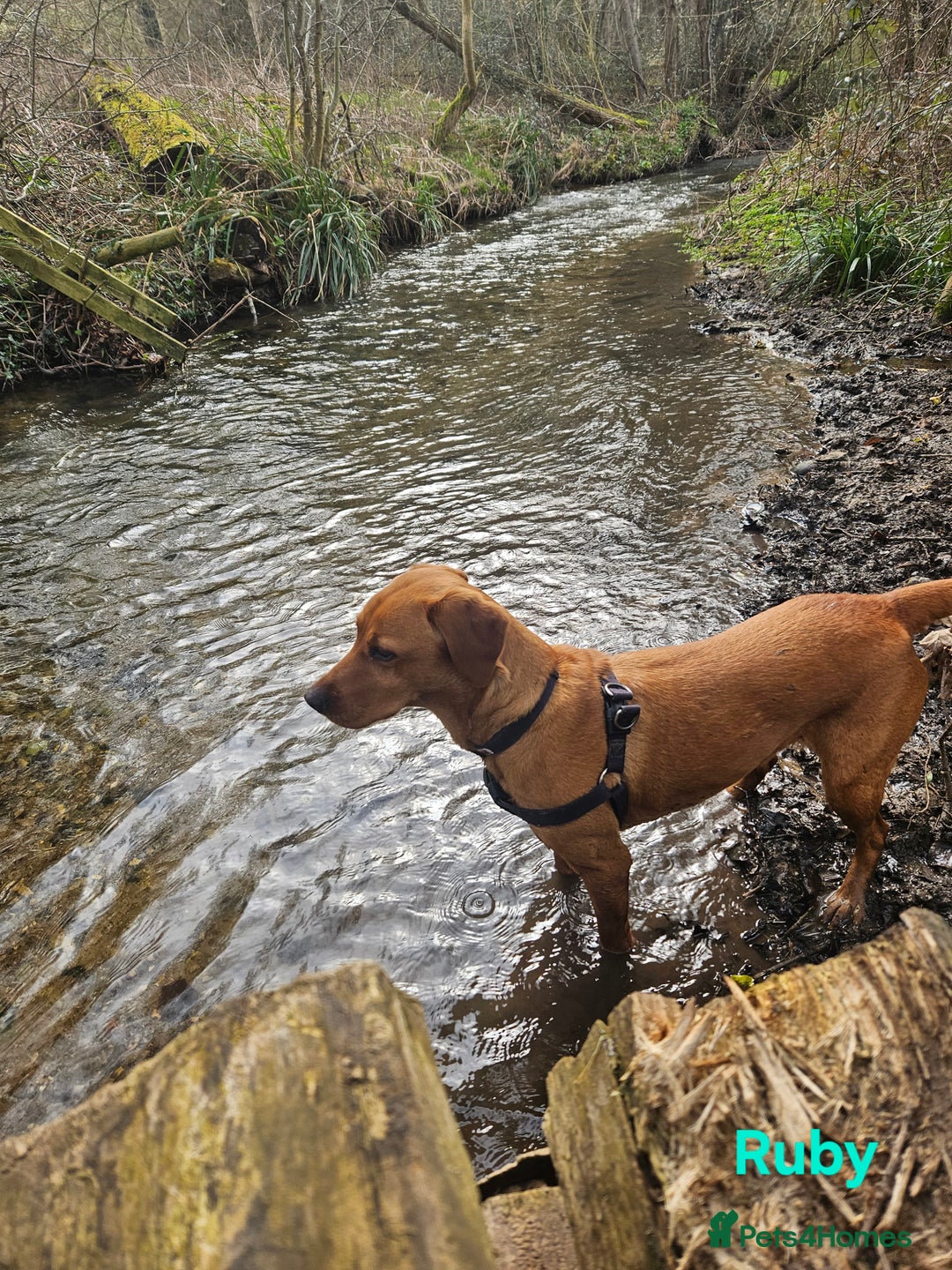 Labrador Retriever dogs for sale: Fox Red Labrador Retriever KC Registered puppies in Wetherby - Image 18