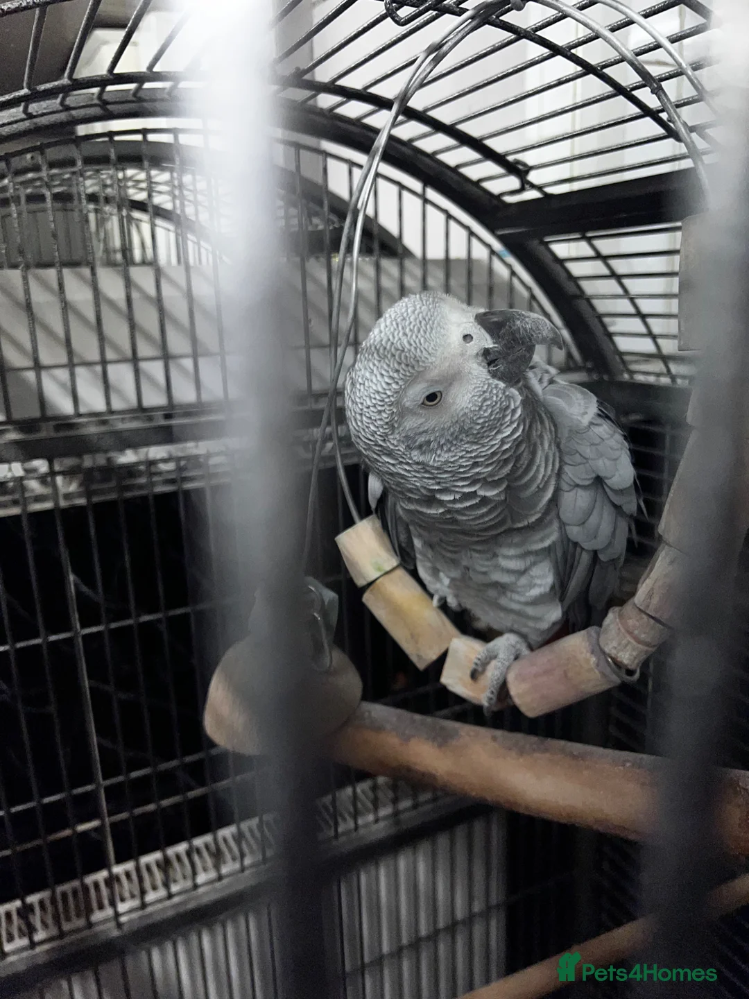 Parrots birds for sale: African grey parrot 12 years old  in Manchester - Advert 2