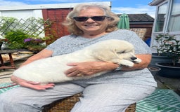 Golden Retriever dogs for sale: Stunning Puppies Ready Now (Updated pics) - Image 2