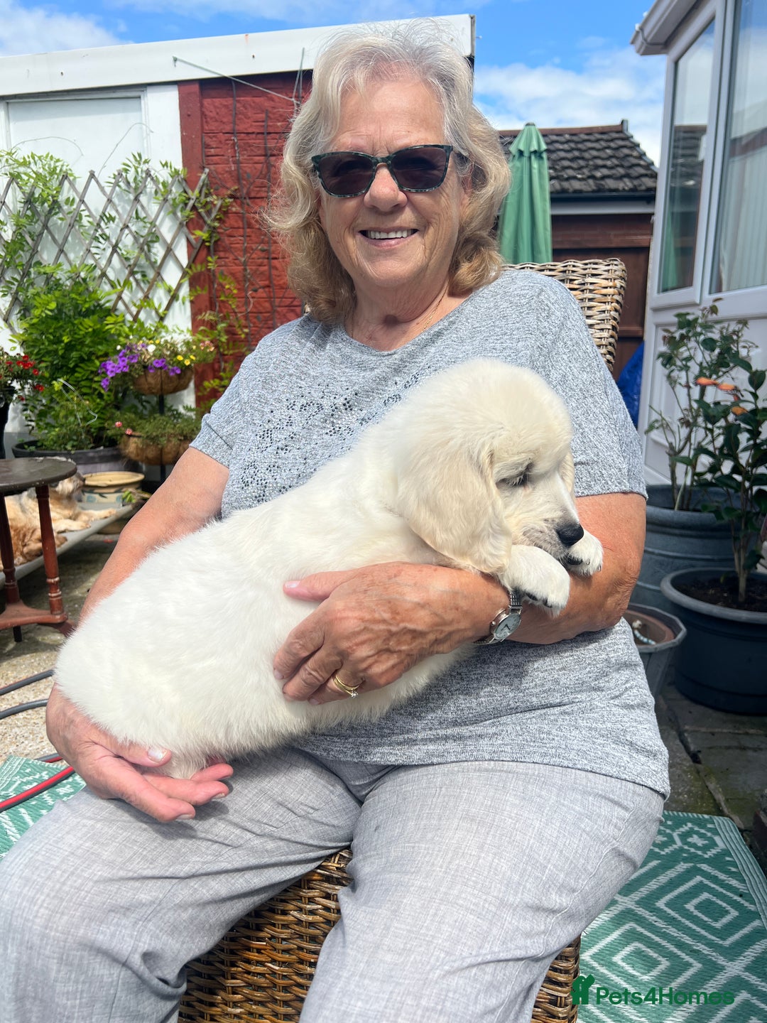 Golden Retriever dogs for sale: Stunning Puppies Ready Now (Updated pics) - Image 2