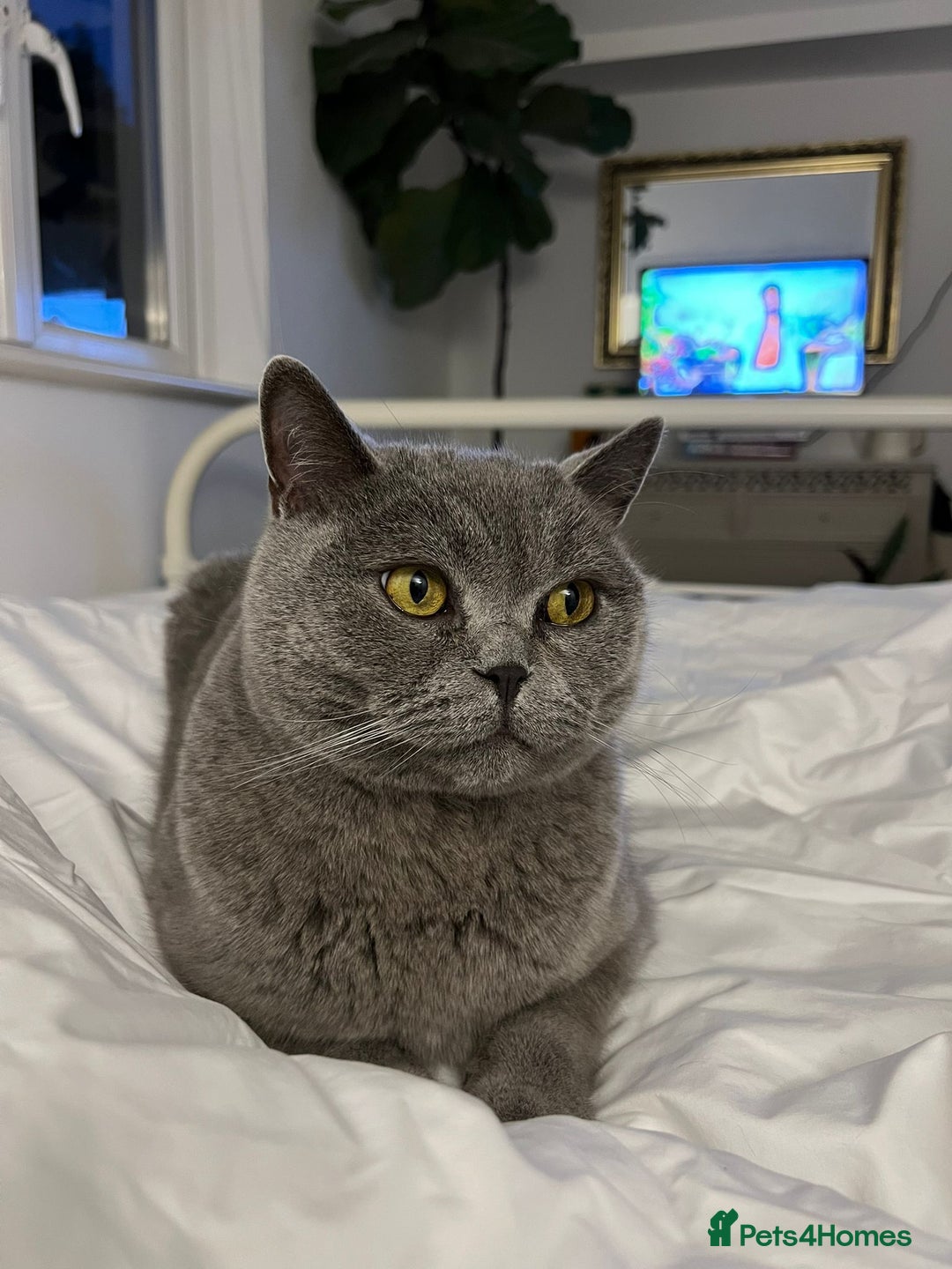 British Shorthair cats for sale: Billy - British Blue - Advert 3