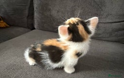 American Shorthair cats for sale: Smart stunning mixed colour kittens  - Image 6