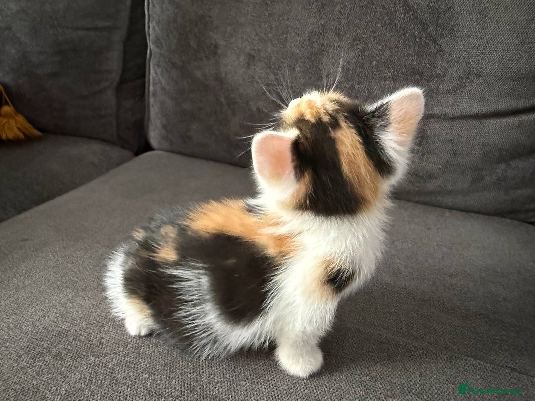 American Shorthair cats for sale: Smart stunning mixed colour kittens  - Image 6