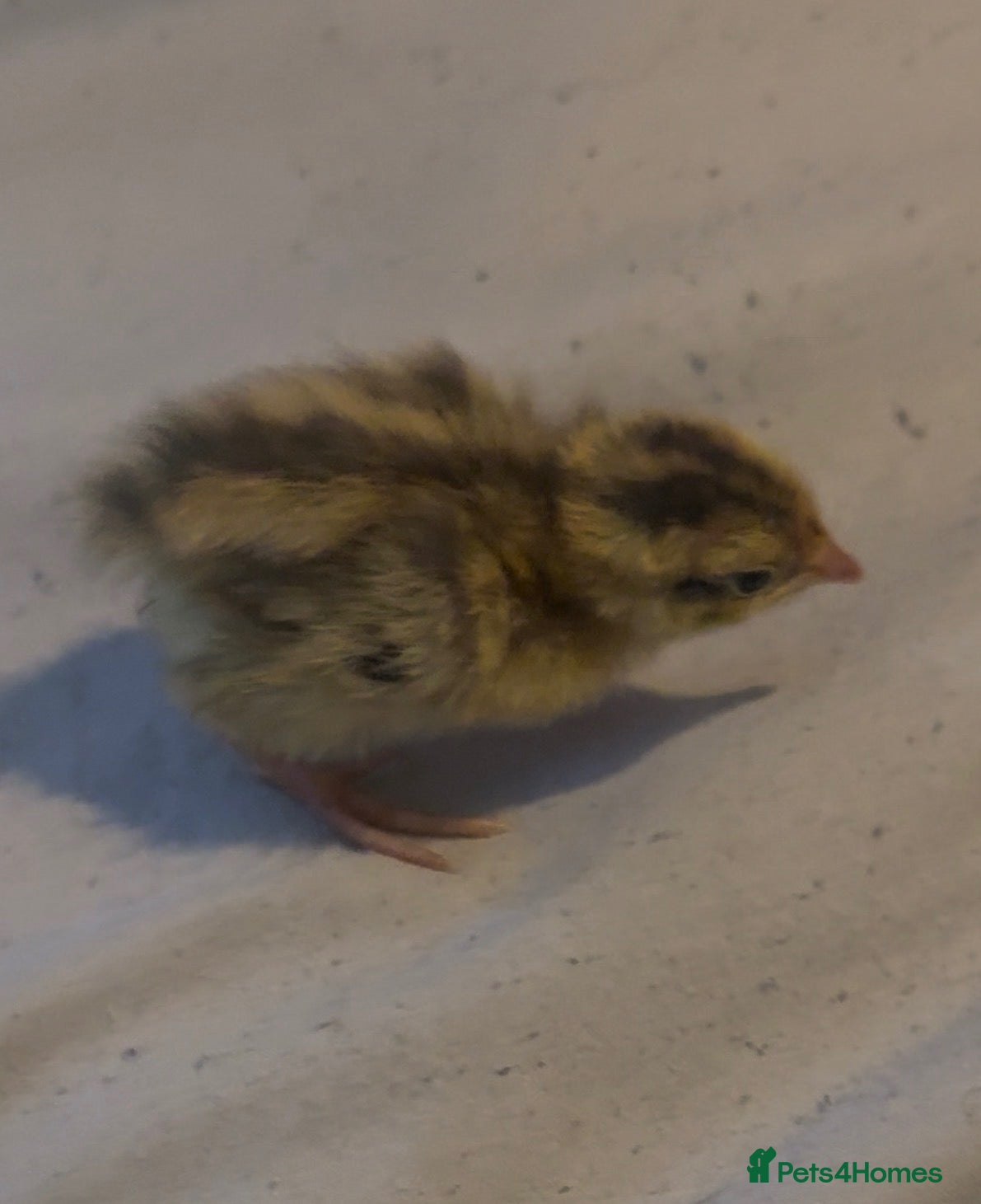 Quail poultry Coturnix quail   - Advert 1
