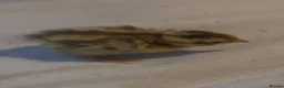 Quail poultry for sale: Coturnix quail   in Littlehampton - Advert 1