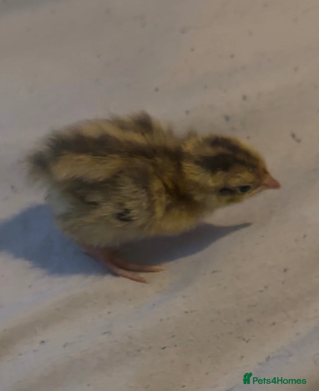 Quail poultry for sale: Coturnix quail   in Littlehampton - Advert 1