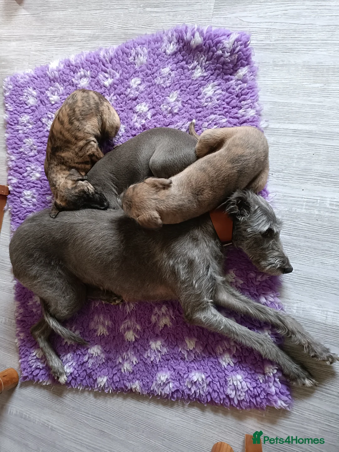 Mixed Breed dogs for sale: Stunning Bedlington Whippet Greyhound Puppies  in Chester - Advert 3