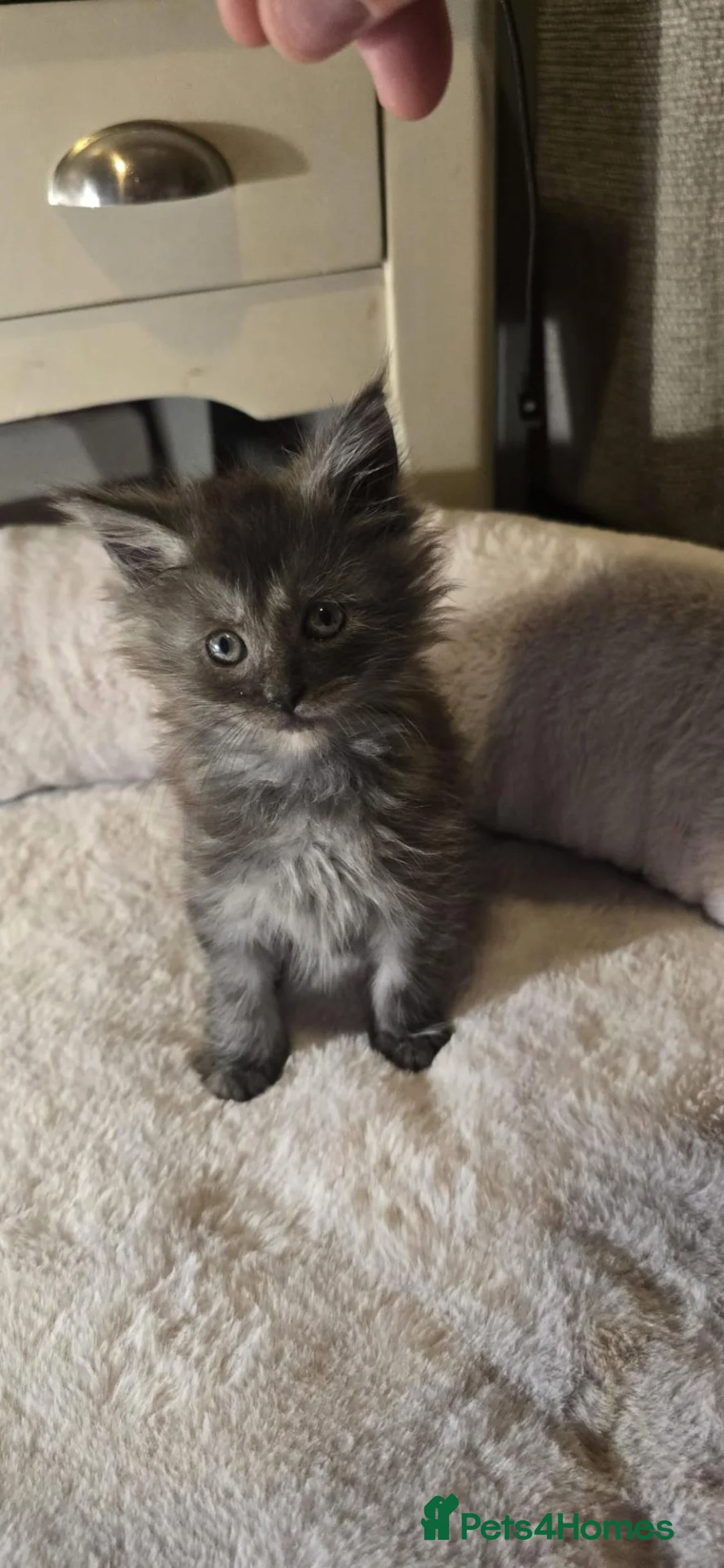 Maine Coon cats for sale: Maine coon - Advert 1
