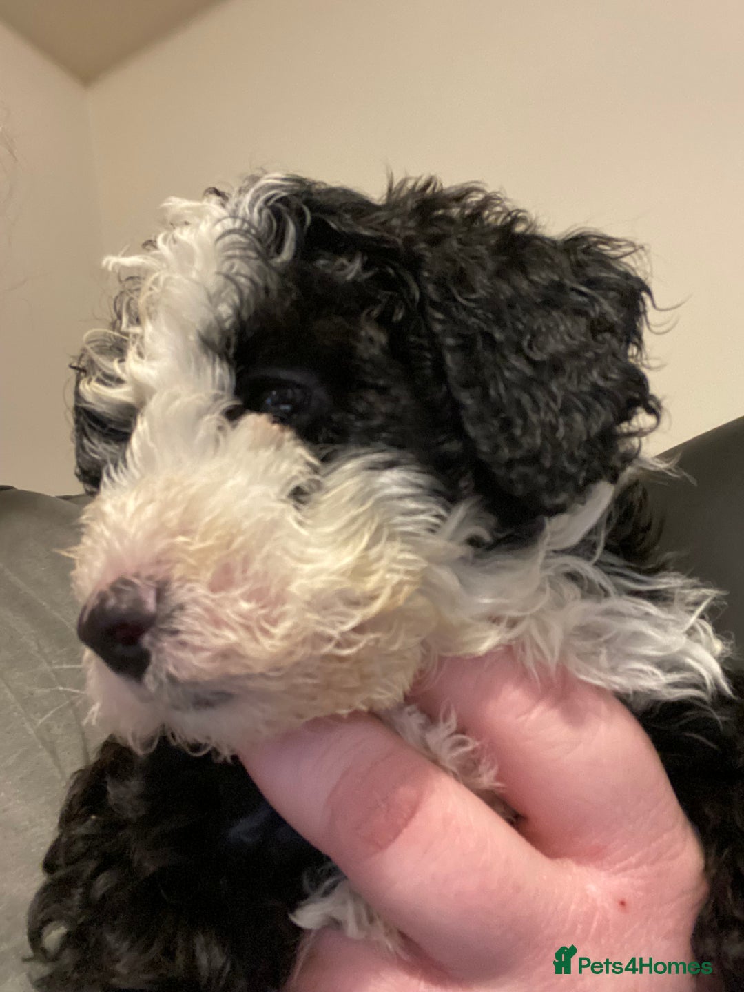 Toy Poodle dogs for sale: Beautiful Toy Poodle Pups  - Advert 28