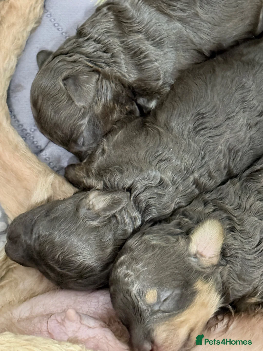 Toy Poodle dogs for sale: Brown Phantom Kc reg toy poodle DNA CLEAR - Advert 12