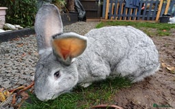 Continental Giant rabbits for sale: Gorgeous Bunny  - Image 6