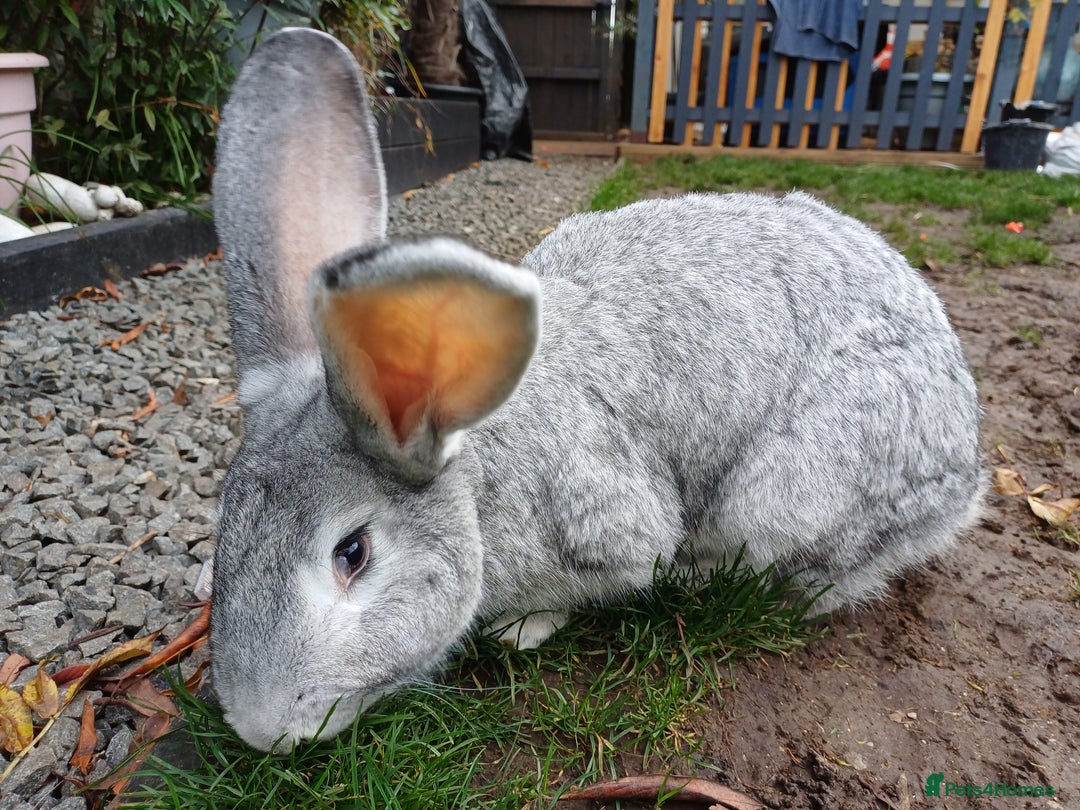 Continental Giant rabbits for sale: Gorgeous Bunny  - Image 6