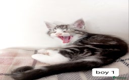 Mixed Breed cats for sale: Mainecoon and Forest Norwegian mixed kittens - Image 2