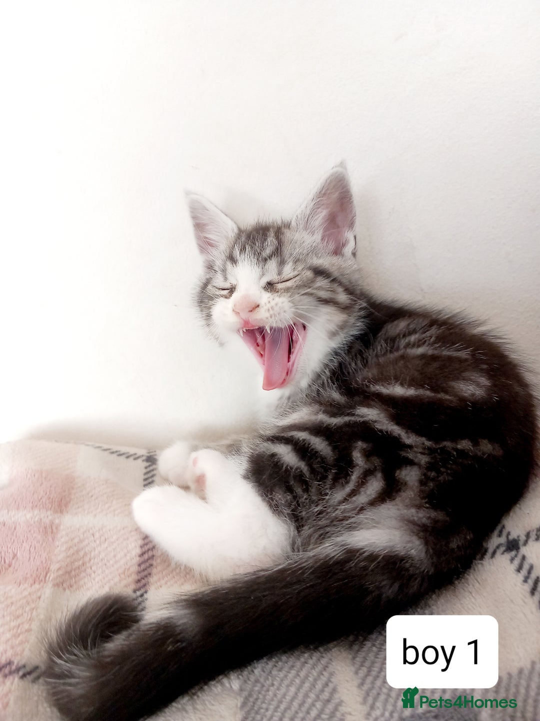 Mixed Breed cats for sale: Mainecoon and Forest Norwegian mixed kittens - Image 2