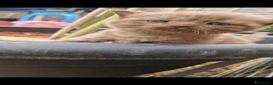 Scottish Fold 3
