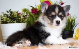 Welsh Corgi Pembroke dogs for sale: Welsh Corgi (Pembroke) - Image 3