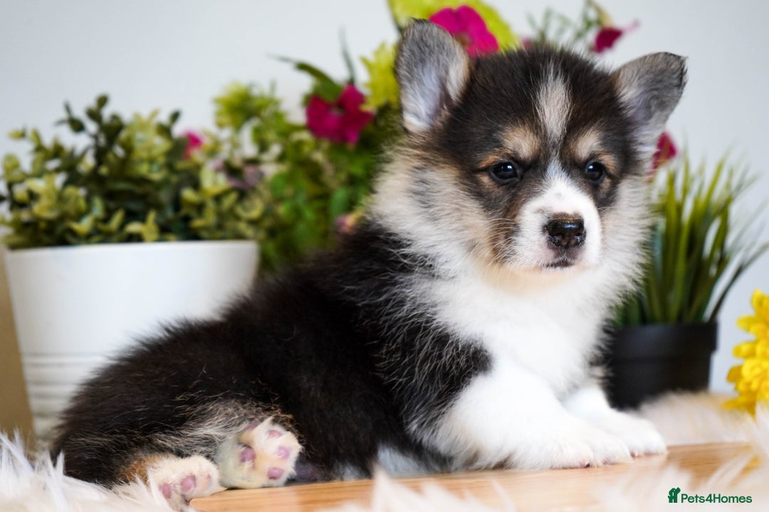 Welsh Corgi Pembroke dogs for sale: Welsh Corgi (Pembroke) - Image 3