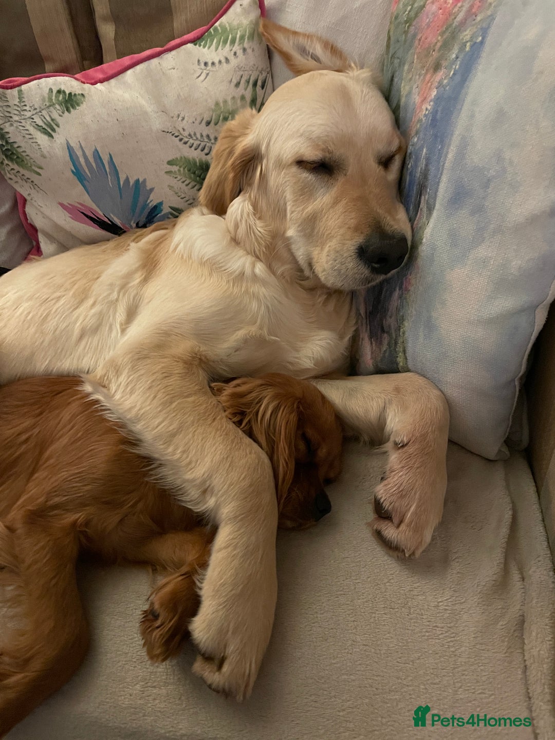 Golden Retriever dogs for sale: 6 month old Golden Retriever - Advert 2