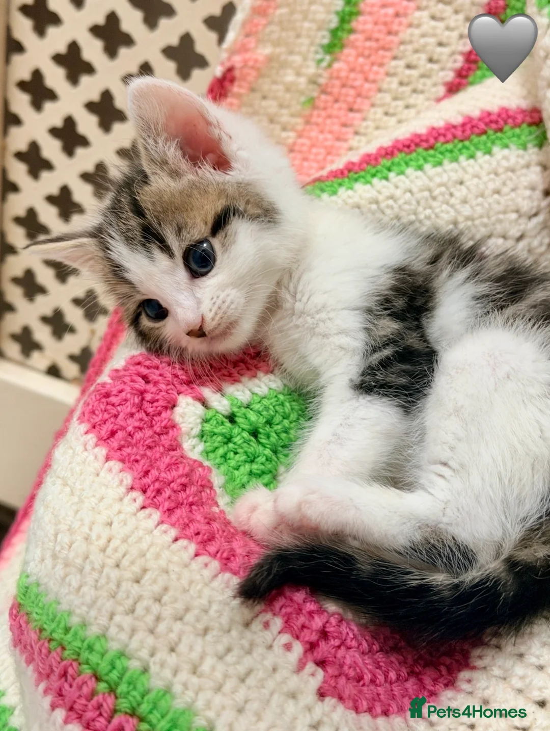 Mixed Breed cats for sale: 💖 MAINE COON X RAGDOLL *PARENTS HEALTH TESTED* 💖 - Advert 32