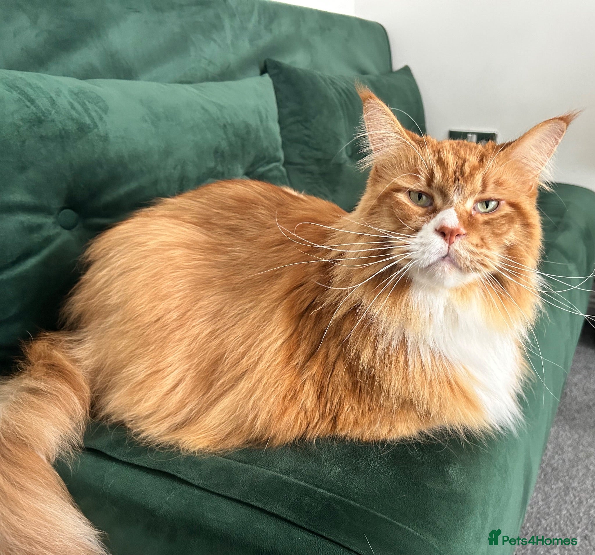 Maine Coon cats Meet Diego – Handsome 5-Year-Old Maine Coon - Advert 11