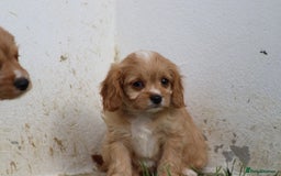 Cavapoo dogs for sale: F1 Cavapoo puppies for sale - Image 25