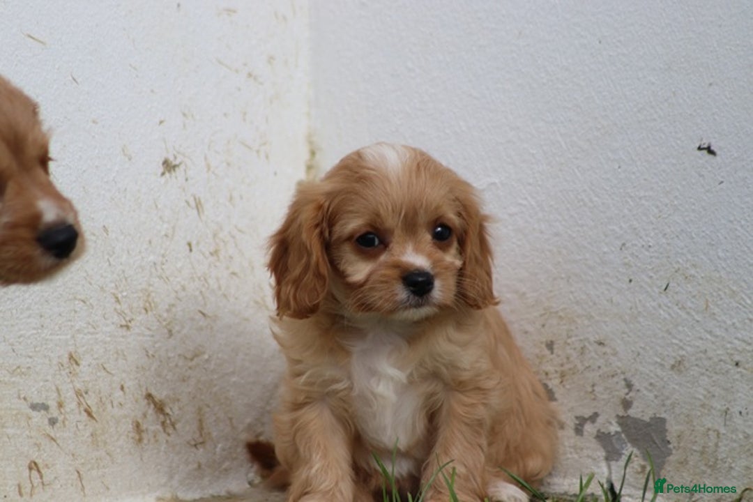 Cavapoo dogs for sale: F1 Cavapoo puppies for sale - Image 25