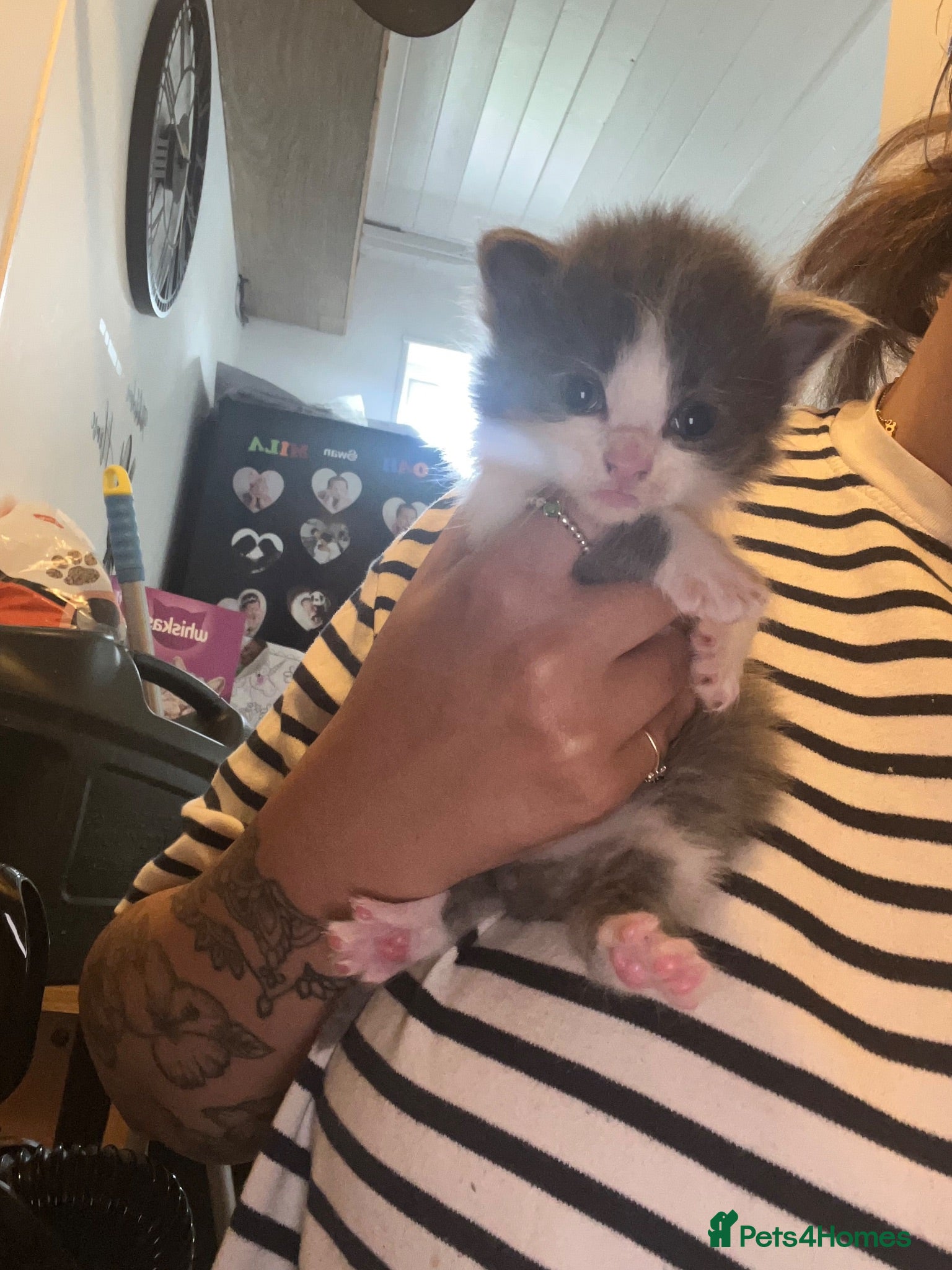 Mixed Breed cats £350 Cookies kittens  - Advert 3