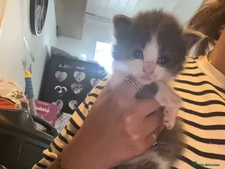 Mixed Breed cats £350 Cookies kittens - Advert 3