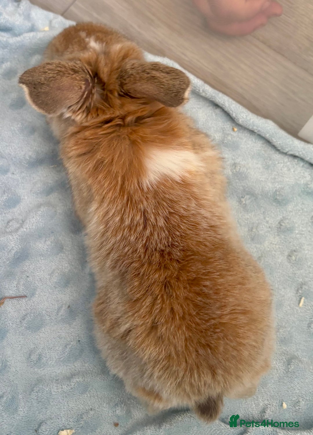 Mini Lop rabbits for sale: Beautiful Mini Lop Baby Bunnies 🐰 - Advert 23